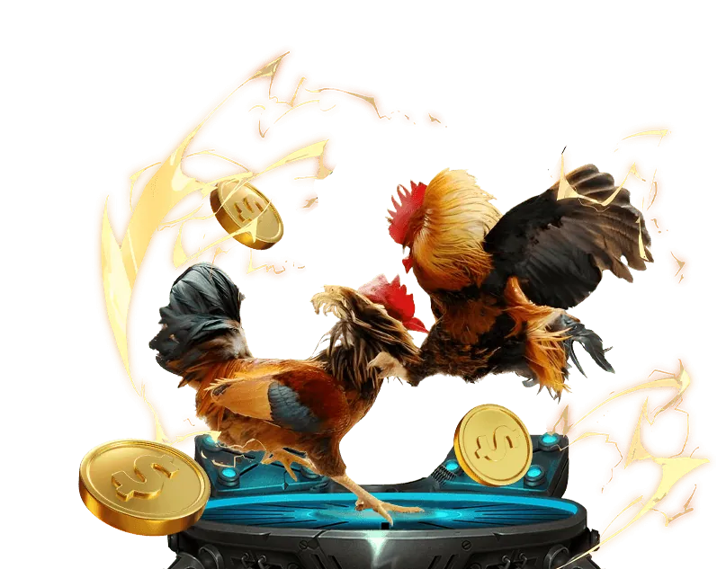 Hướng dẫn đặt cược đá gà trực tiếp